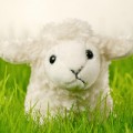 小绵羊